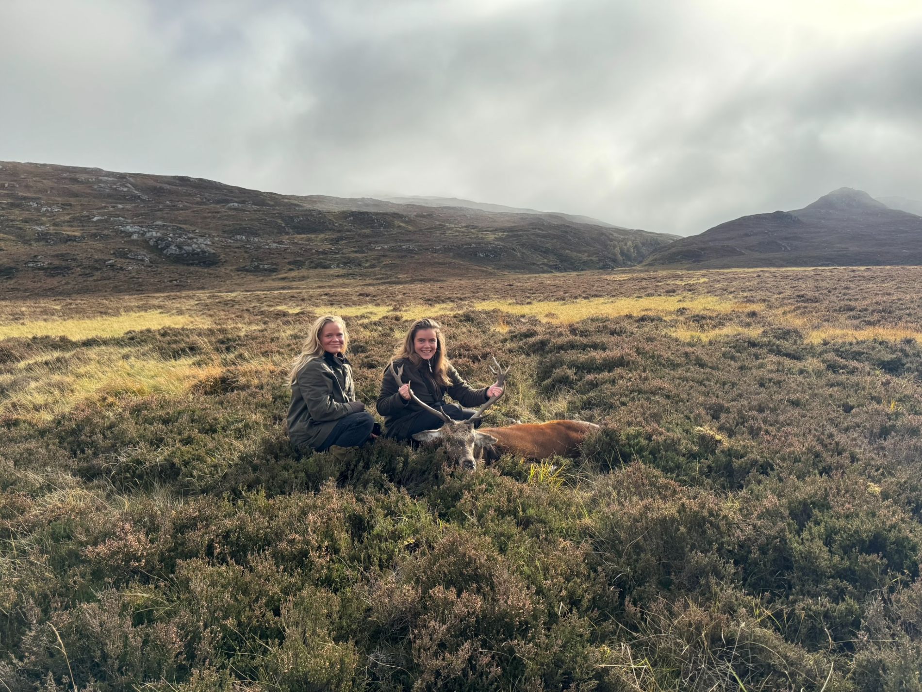 højlandshjort i skotland